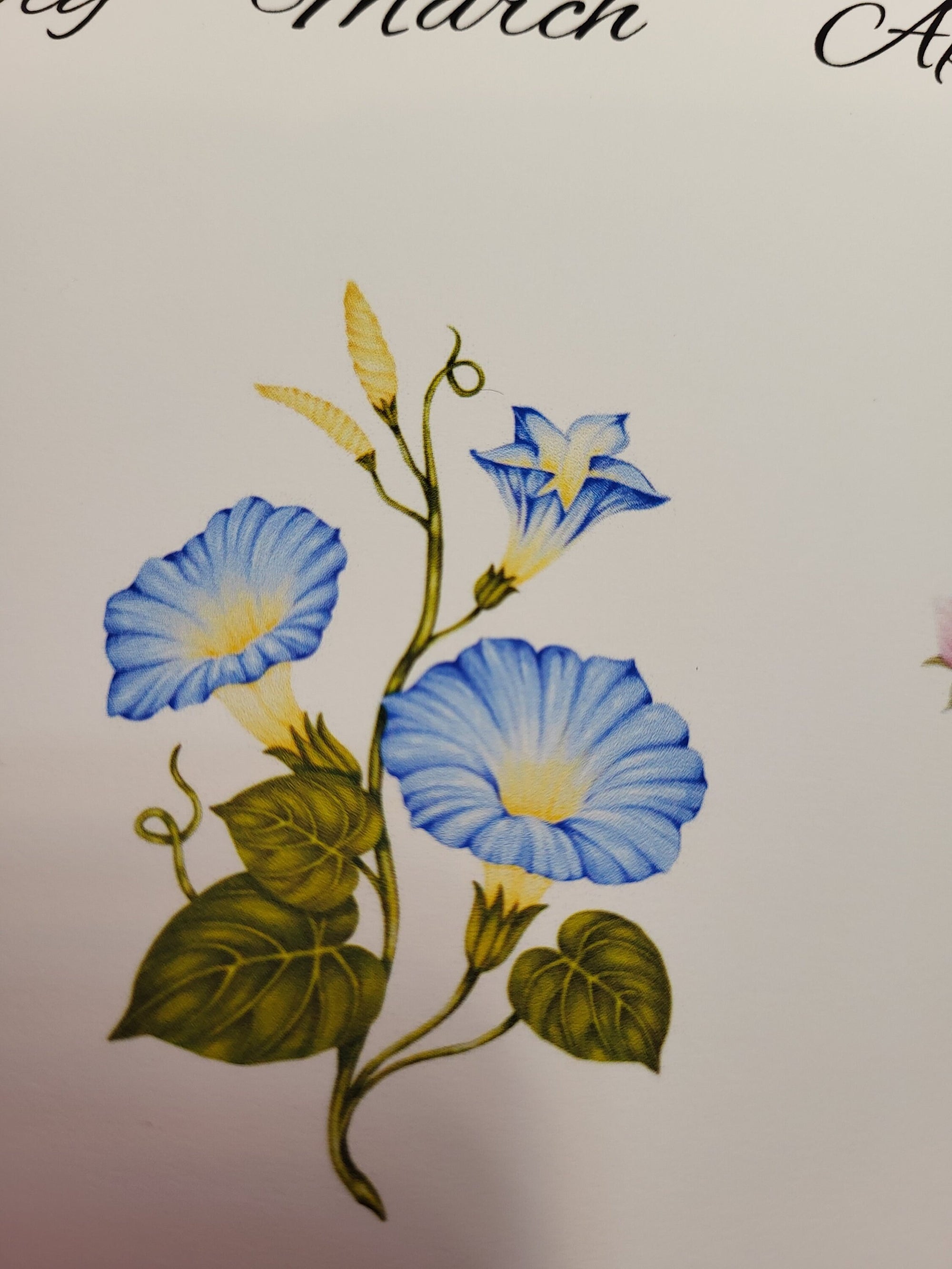 Blue Morning Glory Flower Painting - Floral Art Illustration